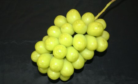 山形産 シャインマスカット 約1.7kg(3～5房)【令和8年産先行予約】FS24-502 くだもの 果物 フルーツ 山形 山形県 山形市 2026年産