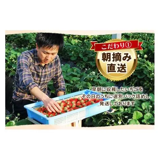 【2027年先行予約】新定番とちあいか＆大粒スカイベリー 食べ比べセット 560g