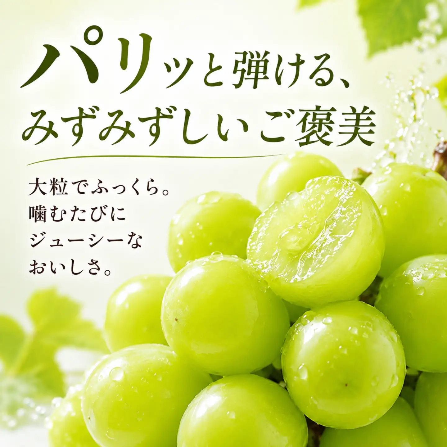 【数量限定】シャインマスカット 約1.2kg  2026年収穫分　