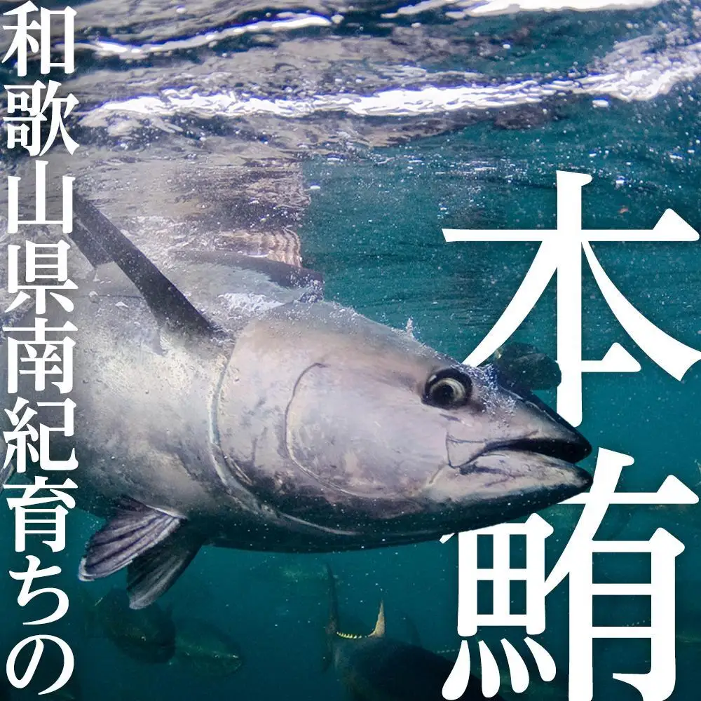 本マグロ（養殖）トロ 赤身 セット 240g まぐろ 鮪　
