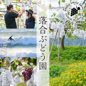 ＜先行予約受付中！2026年8月中旬以降順次発送予定＞鹿児島県産 巨峰(約1.4kg・3～4房) 国産 ぶどう ブドウ 葡萄 果物 フルーツ セット 期間限定 数量限定【落合ぶどう園】akn025-01