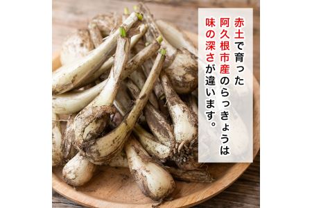 期間限定！鹿児島県産ラッキョウ使用！塩らっきょうの漬け物(400g×3袋・計1.2kg)国産 九州産 鹿児島産 おつまみ 漬物 辣韭【あくね旬の店いきいき館】akn015-06