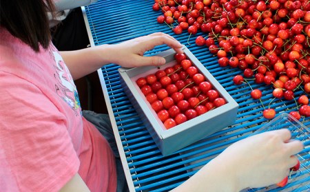山形産 大粒さくらんぼ 紅秀峰 特選 手詰め 約600g 山形セレクション認定品 【令和8年産先行予約】FS25-715 くだもの 果物 フルーツ 山形 山形県 山形市 2026年産