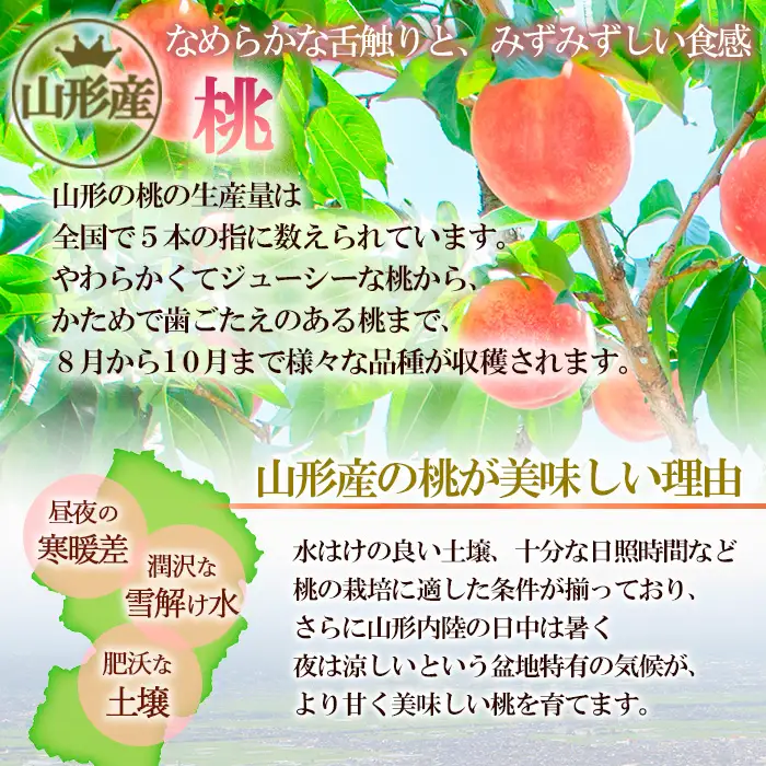 山形の産直所で人気！硬くてカリカリの桃 3kg(5～12玉)【令和8年産先行予約】FU21-831 くだもの 果物 フルーツ 山形 山形県 山形市 2026年産