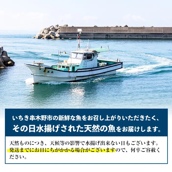 鮮魚詰合せ！ 朝どれの鮮魚を産地直送で！ 新鮮な海の幸(鮮魚)の詰合せ【00-024-01】