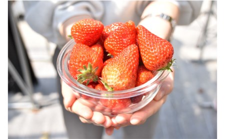 【紅ほっぺ】MIX（サイズいろいろ）300-400g程度 No.256