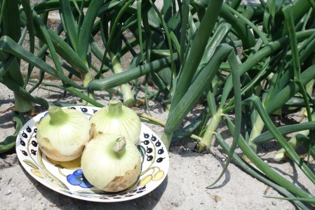 【新玉予約！】淡路島フルーツ玉ねぎ10kg　◆配送3月中旬～5月下旬