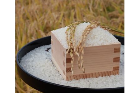 令和6年産 青森県 つがる市産米 青天の霹靂 5kg (精米) [0724]