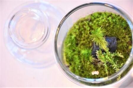 屋久島苔テラリウム | テラリウム