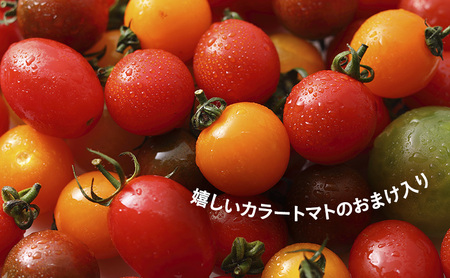 【2026年7月より発送】北海道 富良野市産 完熟ミニトマト（甘っこ）約2kg カラートマト・ぷちぷよ付 トマト 甘い 野菜 新鮮 数量限定 先着順【藏ファーム】