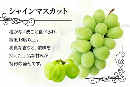 シャインマスカット 1房 桐箱入り (約800g)糖度18度以上 [0627]