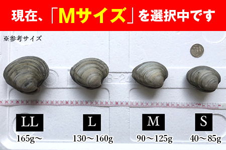 漁師直送！活ホンビノス貝1.5kg（Mサイズ）