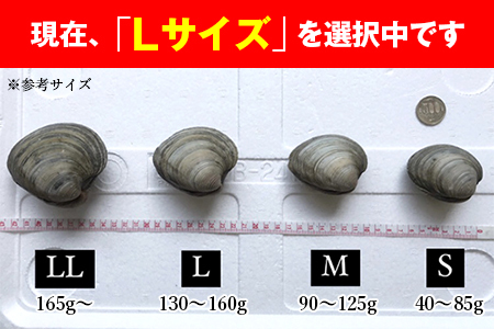 漁師直送！活ホンビノス貝1.5kg（Lサイズ）