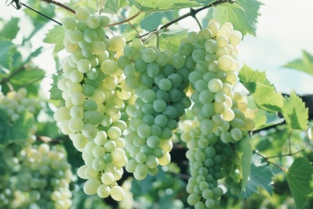 白ワイン 定期便 安曇野シャルドネ 750ml 6回 計 6本 [シャトー・メルシャン 勝沼ワイナリー 長野県 池田町 48110305]