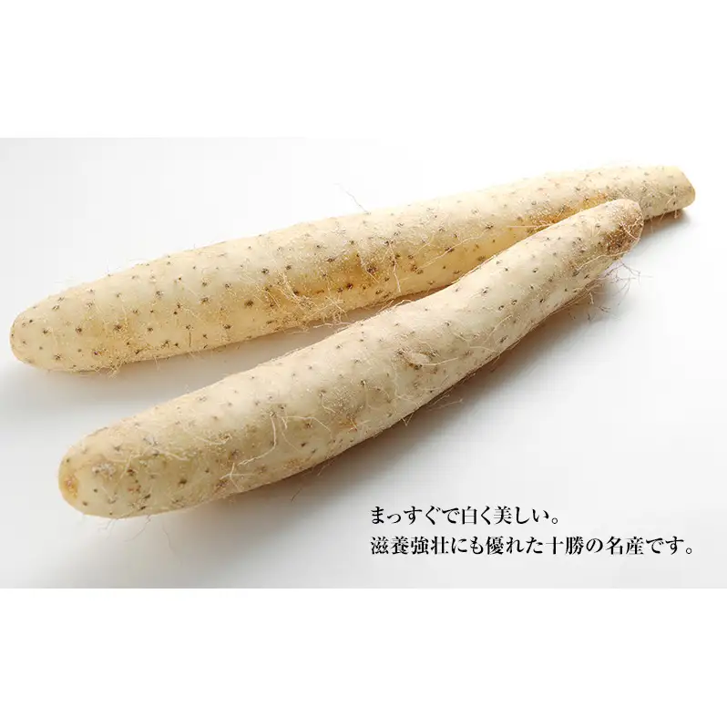 2026年12月発送 先行予約 十勝「忠類長いも」10kg (10～16本) L～2L［JA忠類］【 長芋 ながいも 山芋 芋 とろろ 野菜 根菜 産地直送 贈答 ギフト北海道 幕別 】