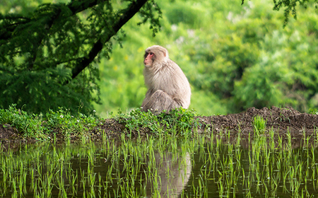 先行予約 令和8年産 新米 精米 10kg 5kg×2  棚田米 雪きらり 尾花沢市中刈産 ng-yksxx10