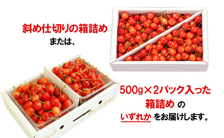 山形のさくらんぼ 佐藤錦 1kg Lサイズ以上 バラ詰 【令和8年産先行予約】FS25-513