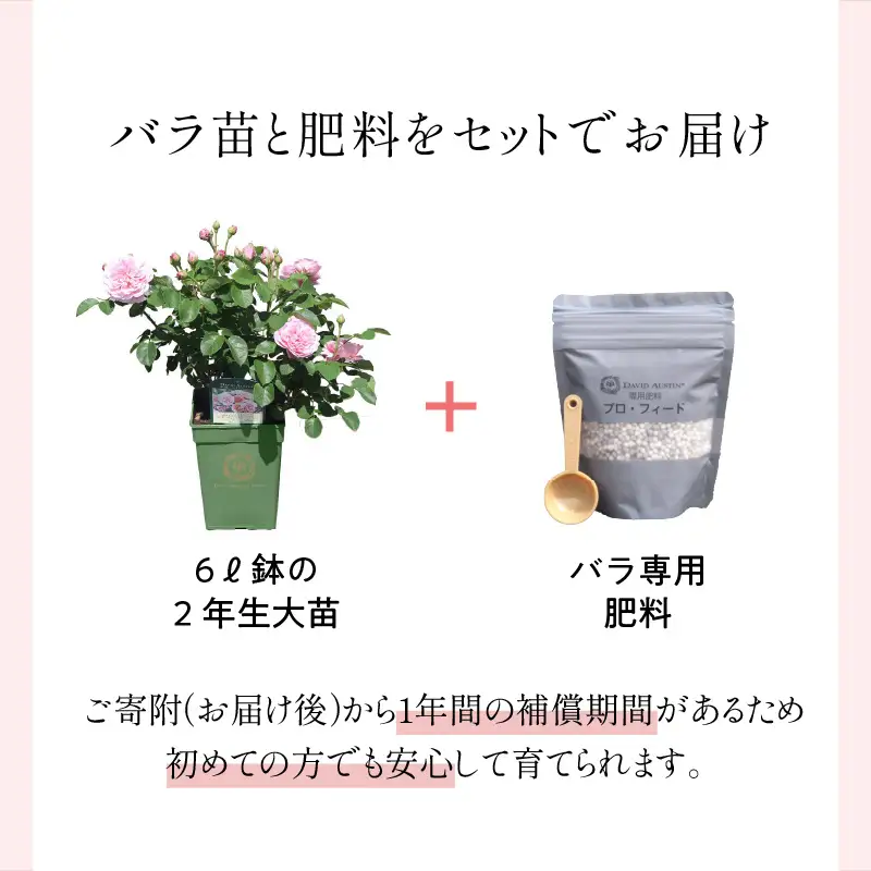 【イングリッシュローズ】 デビッド・オースチン バラ鉢苗 （バラ専用肥料付）【品種指定不可】 バラ ばら イングリッシュローズ バラ鉢苗 鉢苗 花【025D-003】
