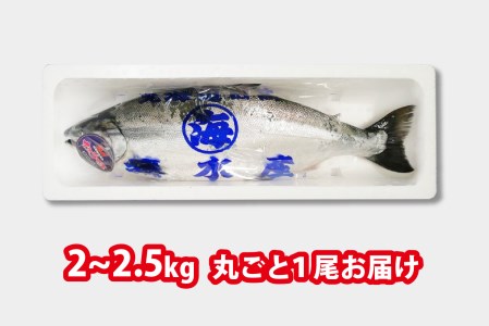  ＜ 5月31日までの受付 ＞ 北海道産 サクラマス 2～2.5kg まるごと 1尾 北海道 鱒 マス 旬 新鮮 魚 鮮魚 活〆