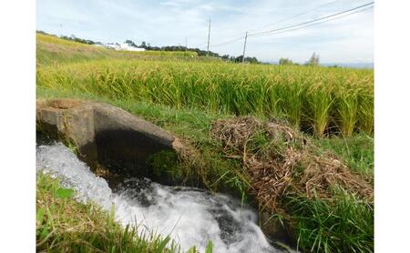 小諸市糠地産こしひかり「深沢清流米」5kg　長野 信州 コシヒカリ 精米 美味しいお米 お取り寄せ おこめ 白米