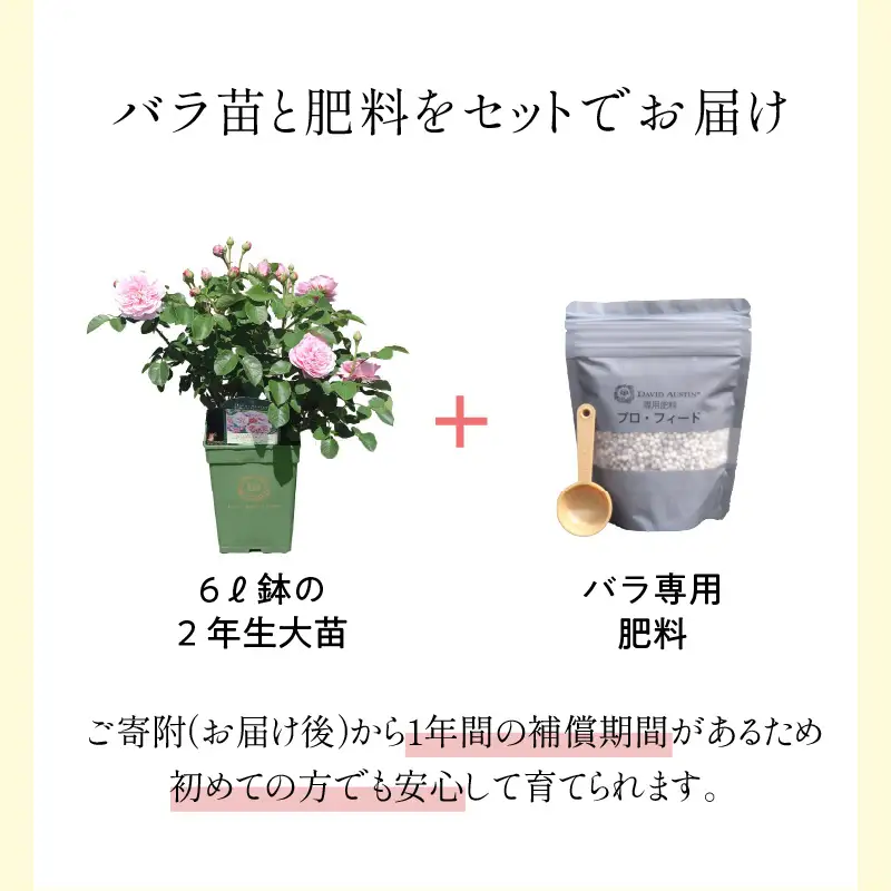 【 イングリッシュローズ 】 デビッド・オースチン つるバラ鉢苗（バラ専用肥料付） 花 バラ 薔薇 ばら インテリア ガーデニング フラワー つるバラ鉢苗 鉢苗 植物 薔薇苗 フラワー 初心者【025D-004】