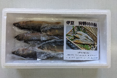 狩野川の冷凍鮎詰め合わせ