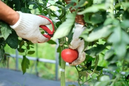 【2026年6月より順次発送】 曽爾高原野菜５種５品～小さなご家庭食べきりサイズ～を５ヶ月連続でお届けします 野菜定期便