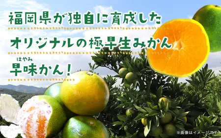 【先行受付】2026年の秋に配送！福岡県オリジナル品種極早生みかん『早味かん』約5kg＜配送不可：北海道・沖縄・離島＞ 果物 フルーツ ミカン おいしい 八女 072-001