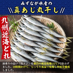 国産真あじ丸干し(計48尾・16尾×3箱：計2.5kg以上)干物 鯵 セット 魚 魚介類 簡単 調理 冷凍【E-21】【水永水産】