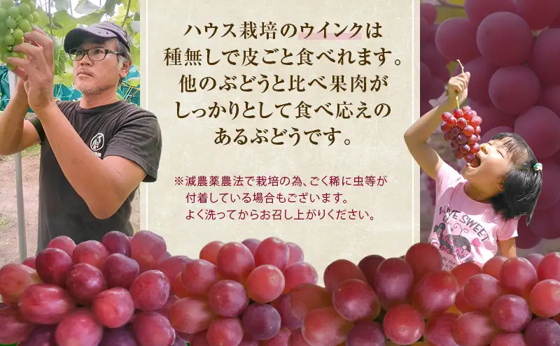 ぶどう 2026年 先行予約 ウインク 1房 約500g 減農薬／ハウス栽培 ブドウ 葡萄 岡山県産 国産 フルーツ 果物 ギフト ばんの農園 