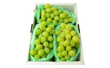 山形のシャインマスカット 秀品 約2kg(2～5房)[9中旬～10月中旬発送]【令和8年産先行予約】FS24-642 くだもの 果物 フルーツ 山形 山形県 山形市 2026年産