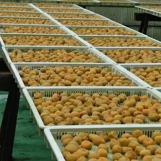 紀州南高梅 こんぶ風味梅干 500g ご家庭用 【US29】