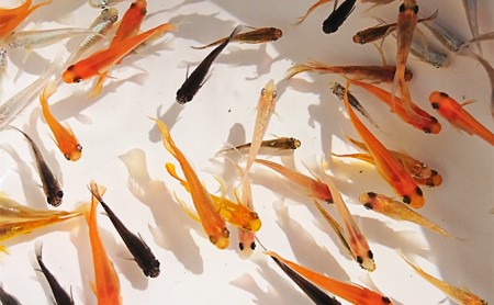 選べる３コース（24匹または30匹）改良メダカ 生き物 めだか 死着保証  (3)ミックス30匹セット8種類以上