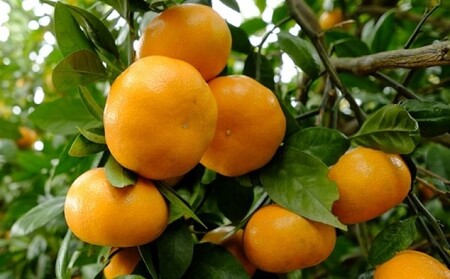 鉢植え 苗木 温州みかん 6号 青島 高さ約70～90cm 大玉で甘～い みかんの木 植物 ガーデン ガーデニング 