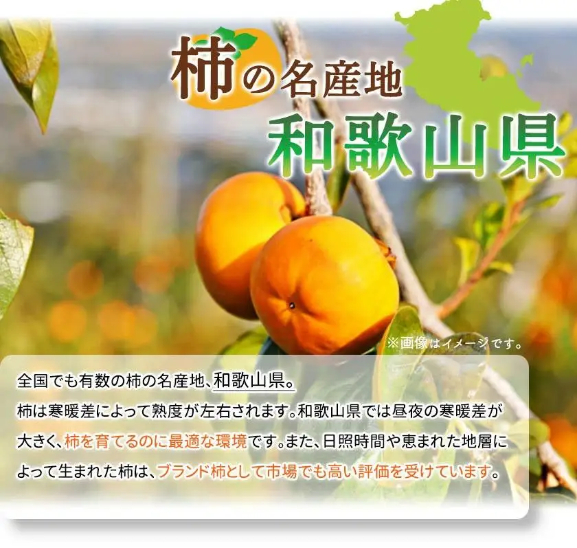 「2026年11月上旬以降発送予定」［ご家庭用わけあり］和歌山秋の味覚　富有柿　約3．５ｋｇ［UT51］