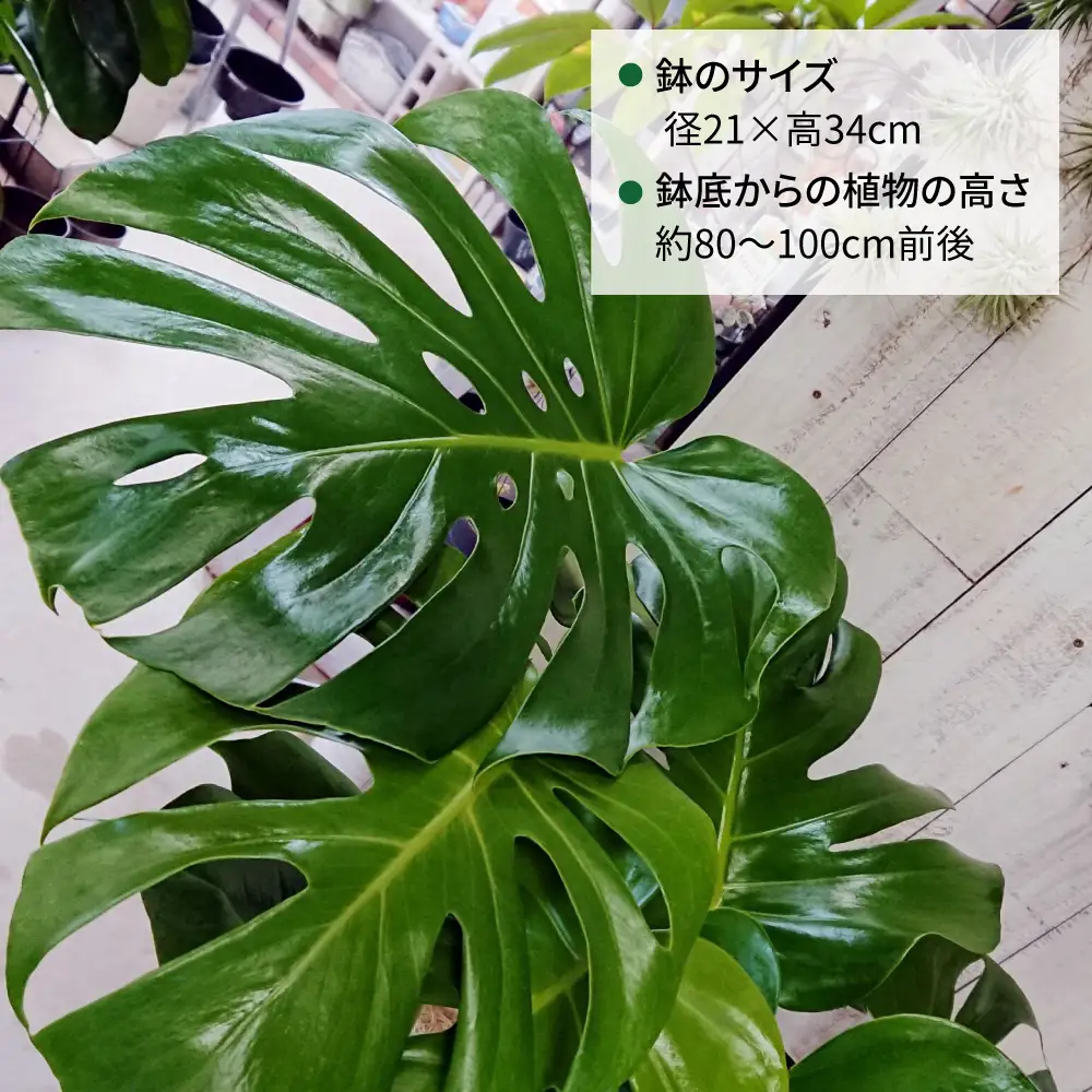 モンステラ （ 大 ） （ スクエアポット ） 糸島市 / cocoha [AWB021] 観葉植物 室内 大きい