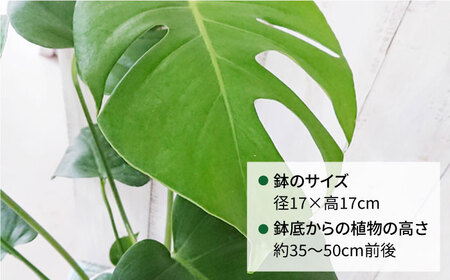 【お中元対象】モンステラ  糸島市 / cocoha [AWB018] 観葉植物 グリーン インテリア 室内