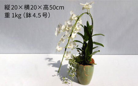 【お中元対象】【30セット 限定 】 デンファレ （ 洋蘭 ） 2本 立ち 《糸島》【和饗エコファーム株式会社】蘭 洋蘭 デンファレ 花 インテリア お祝い 贈り物 [AVI005]