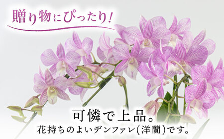 【お中元対象】【30セット 限定 】 デンファレ （ 洋蘭 ） 3本 立ち  《糸島》【和饗エコファーム株式会社】蘭 洋蘭 デンファレ 花 インテリア お祝い 贈り物 [AVI004]