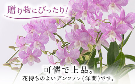 【お中元対象】【30セット 限定 】 デンファレ （ 洋蘭 ） 5本 立ち 《糸島》【和饗エコファーム株式会社】 蘭 洋蘭 デンファレ 花 インテリア お祝い 贈り物 [AVI003]