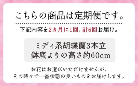 【全6回定期便】胡蝶蘭 お楽しみ定期便 ( お祝い / 開店祝い / 就任祝い ) 糸島 / はざま園芸 [AND003] 胡蝶蘭 お祝い ギフト