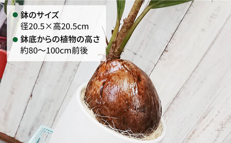 【お中元対象】ココヤシ 糸島市 / cocoha [AWB012] 観葉植物 グリーン インテリア