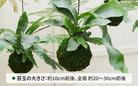 【お中元対象】吊るして オシャレ 『 コウモリラン 苔玉 』 糸島市 / cocoha 観葉植物 室内 [AWB004]