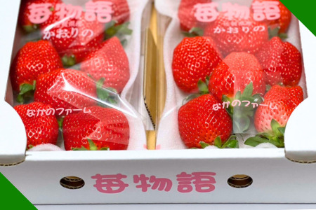 佐賀県産 いちご「かおりの」（250g×2パック）：A080-006