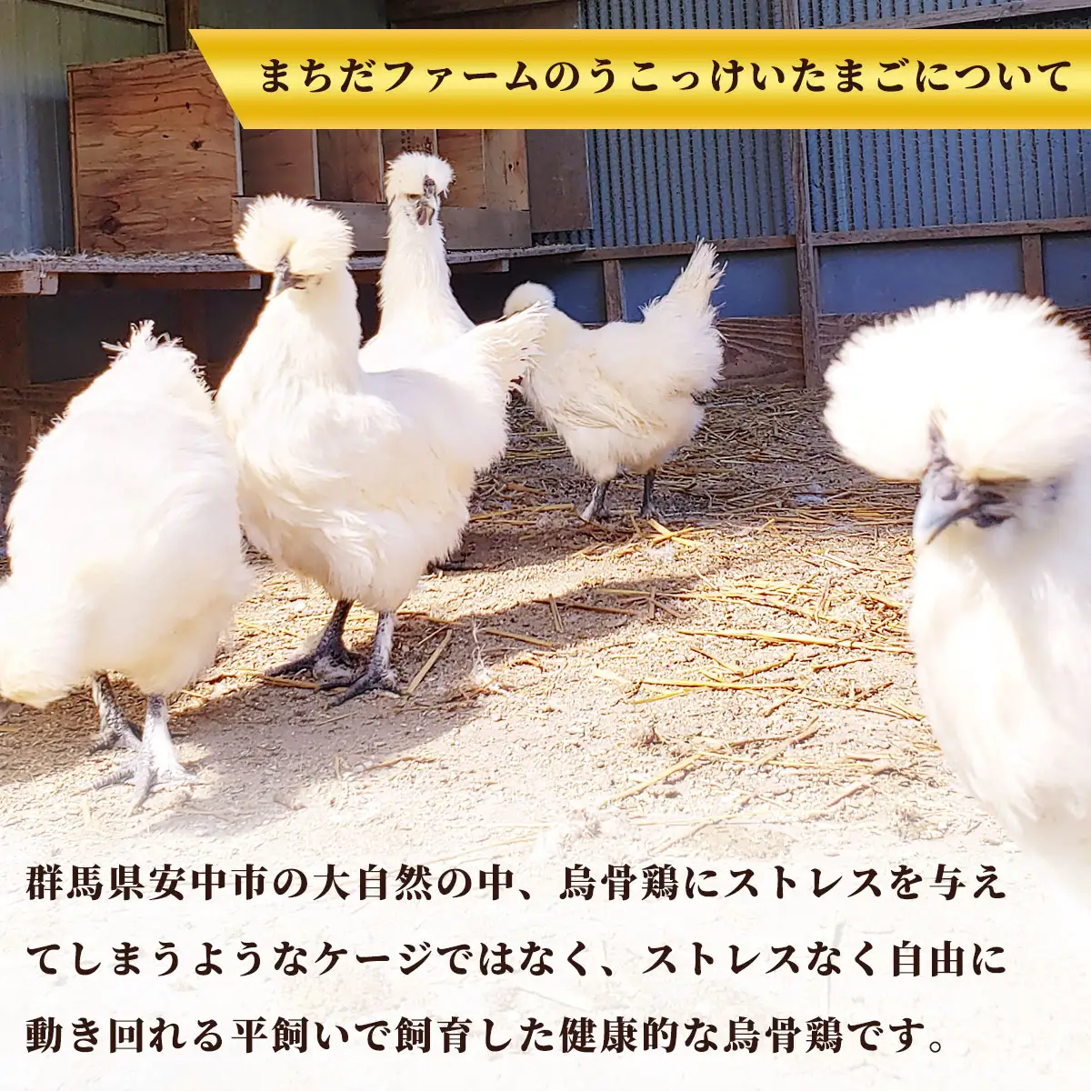 平飼い 東京うこっけいのたまご １４個＋２個 ANAI001