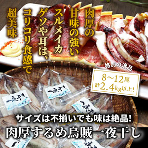 サイズは不揃いでも味は絶品!肉厚するめ烏賊一夜干し2.4㎏_1904R