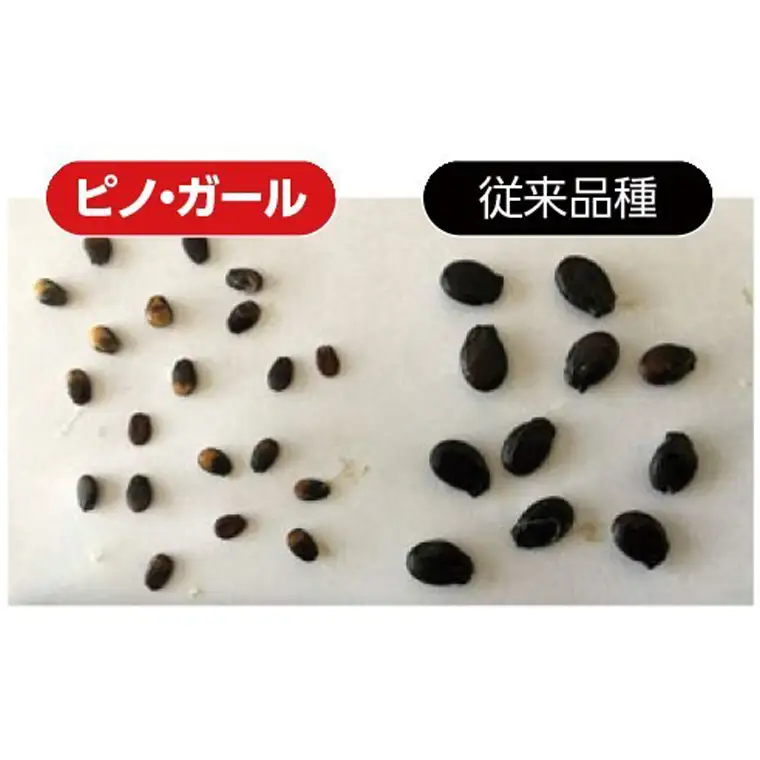 こだまスイカ ピノ・ガール（2玉） 【2026年5月中旬より発送開始】感動必至！ タネが気にならない スイカ 西瓜 小玉スイカ 小玉 果物 くだもの フルーツ 美味しい 茨城 昼めし旅 [BC028sa]