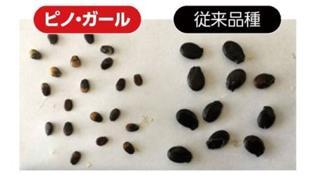 こだまスイカ ピノ・ガール（１玉） 【2026年5月中旬より発送開始】  [BC029sa]