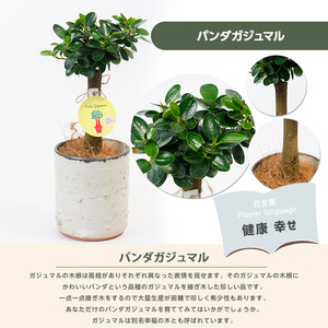 2026年1月中旬～発送【観葉植物】前園植物園 と 指宿 の 陶芸家 コラボ パンダガジュマル 35cm～45cm  陶器鉢 カバー入り 前園植物園 IB002-008 観葉植物 観葉植物 ※北海道・沖縄・離島配送不可