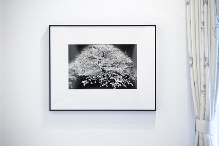 zushi art gallery森山大道写真作品「桜」（写真集『光と影』1982年より）